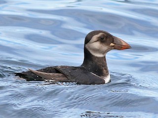 非繁殖成鳥/未成年鳥 - Peter Flood - ML302852361