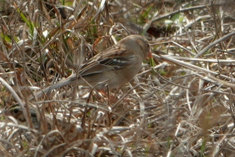 Field Sparrow - ML302852861
