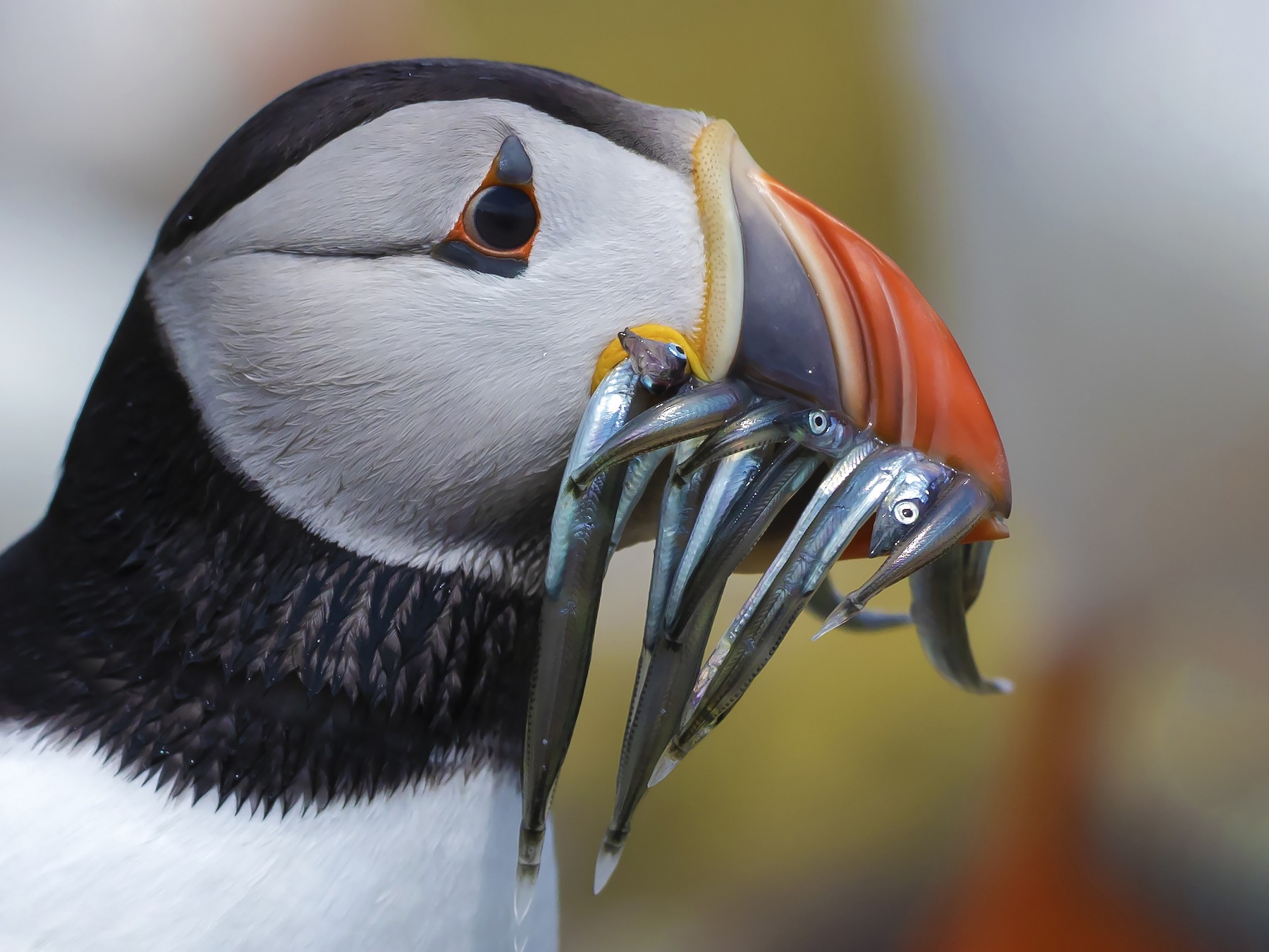 puffin bird