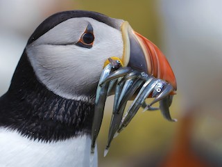 繁殖期成鳥 - Jieles van Baalen - ML302853011