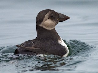 Atlantic Puffin - eBird