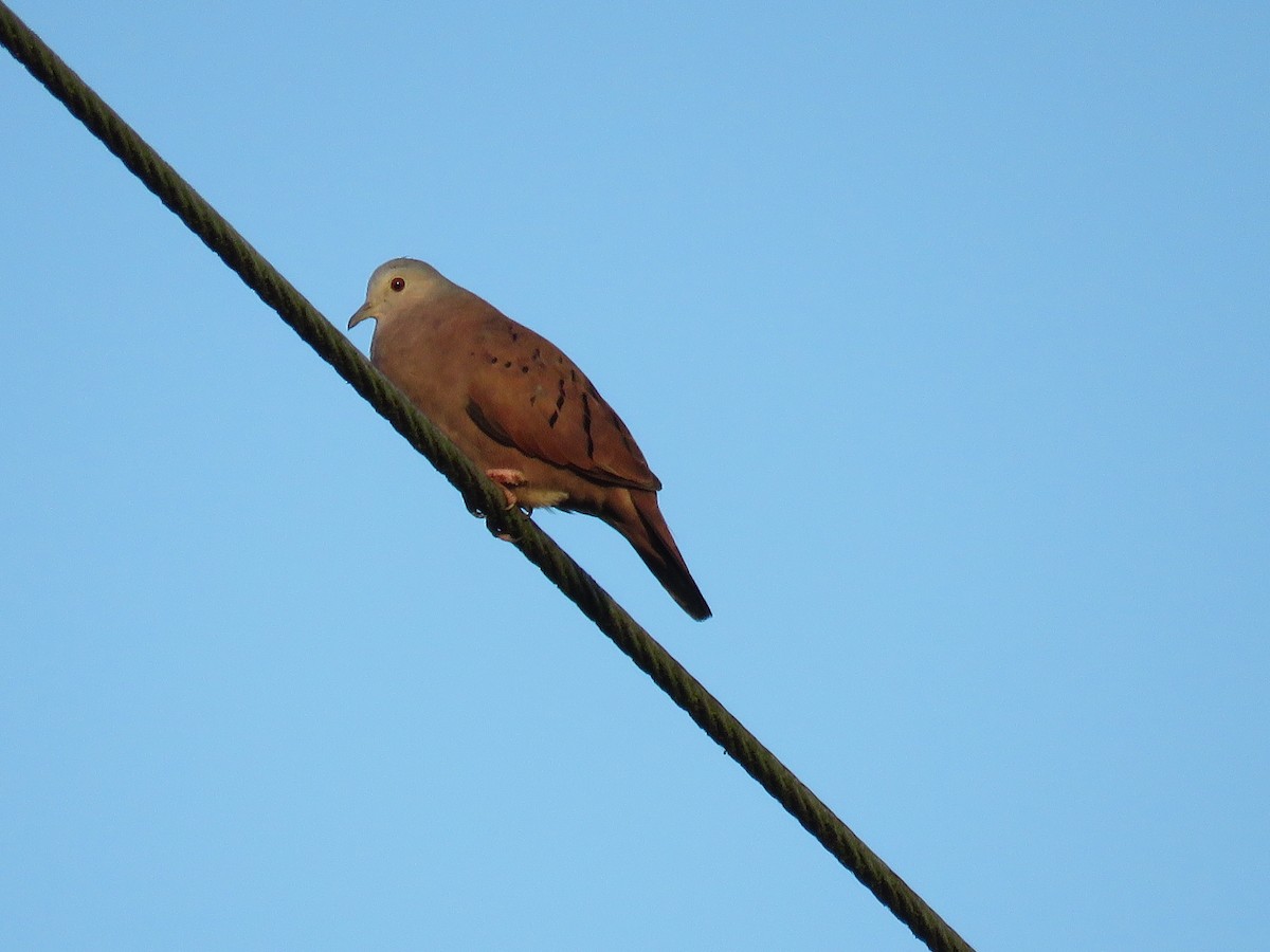 Ruddy Ground Dove - Angel Castillo Birdwatching Guide