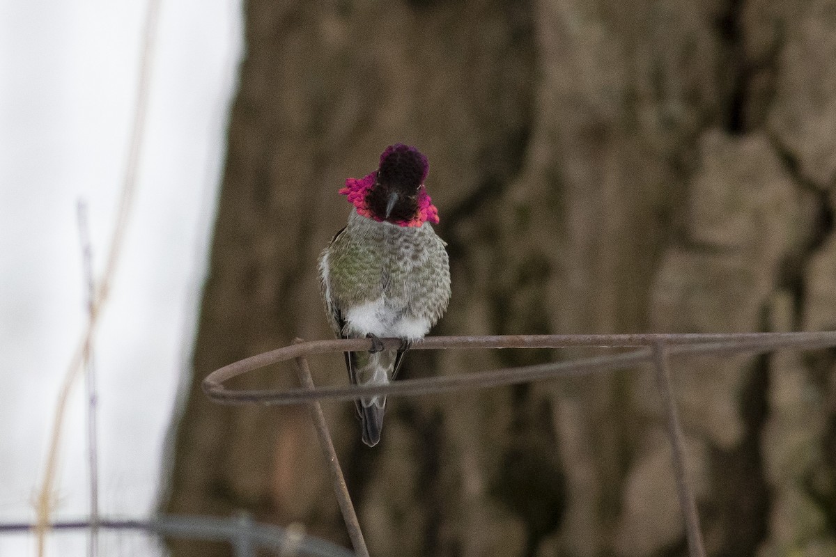 Anna's Hummingbird - ML302857851