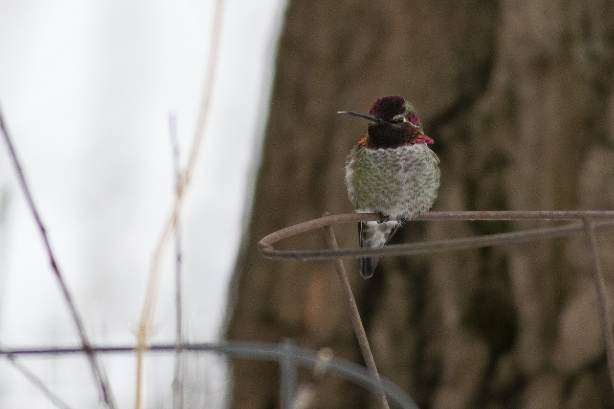Anna's Hummingbird - ML302857861