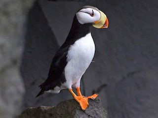  - Horned Puffin