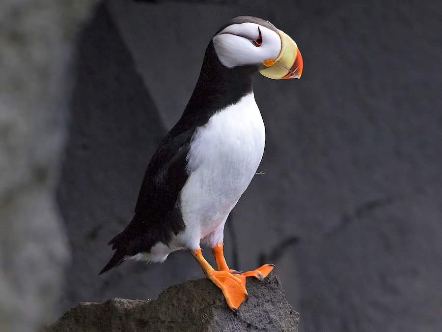 puffin bird