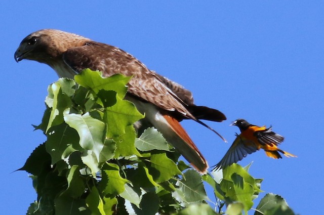 Male Baltimore Oriole mobbing Red-tailed Hawk. - Baltimore Oriole - 