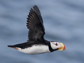นกเต็มวัยในฤดูผสมพันธุ์ - Tom Johnson - ML302859961