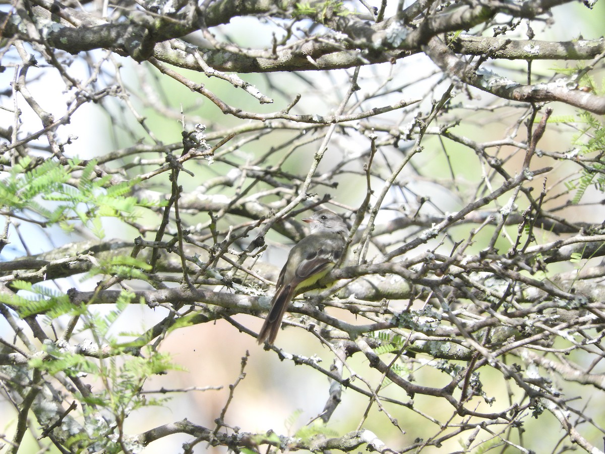 Southern Mouse-colored Tyrannulet - ML30286461