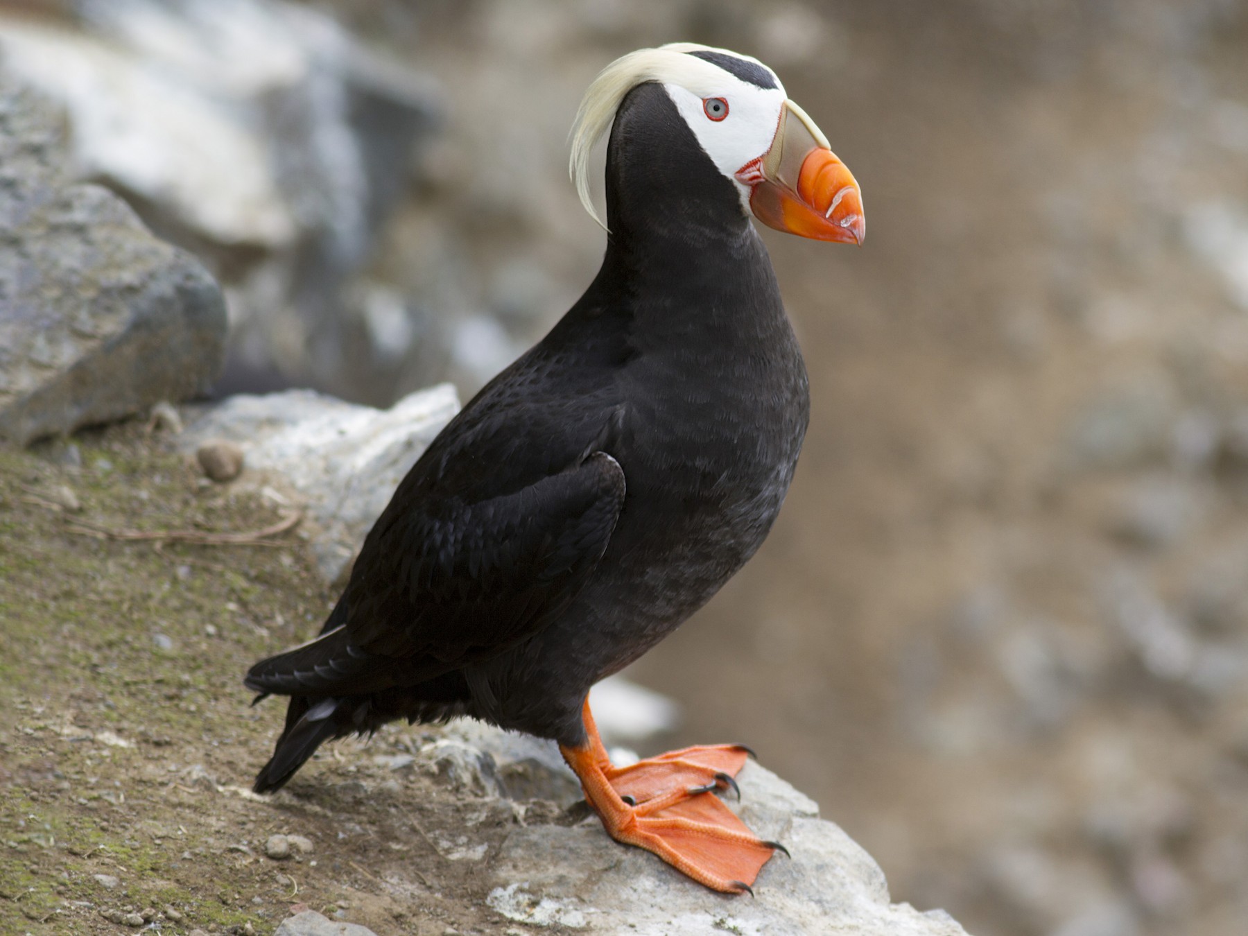 Tufted Puffin - Benjamin Van Doren