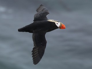 繁殖期成鳥 - Liam Singh - ML302865281