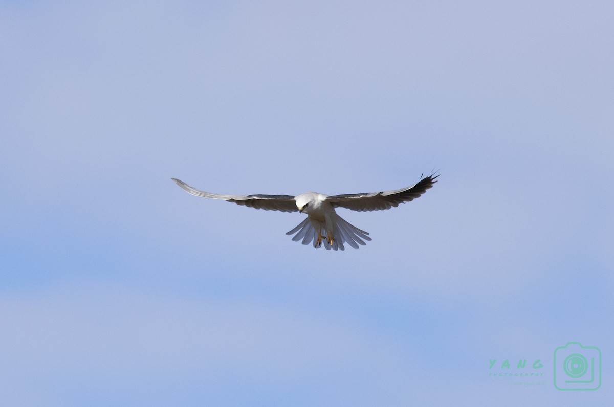 White-tailed Kite - Denny Yang