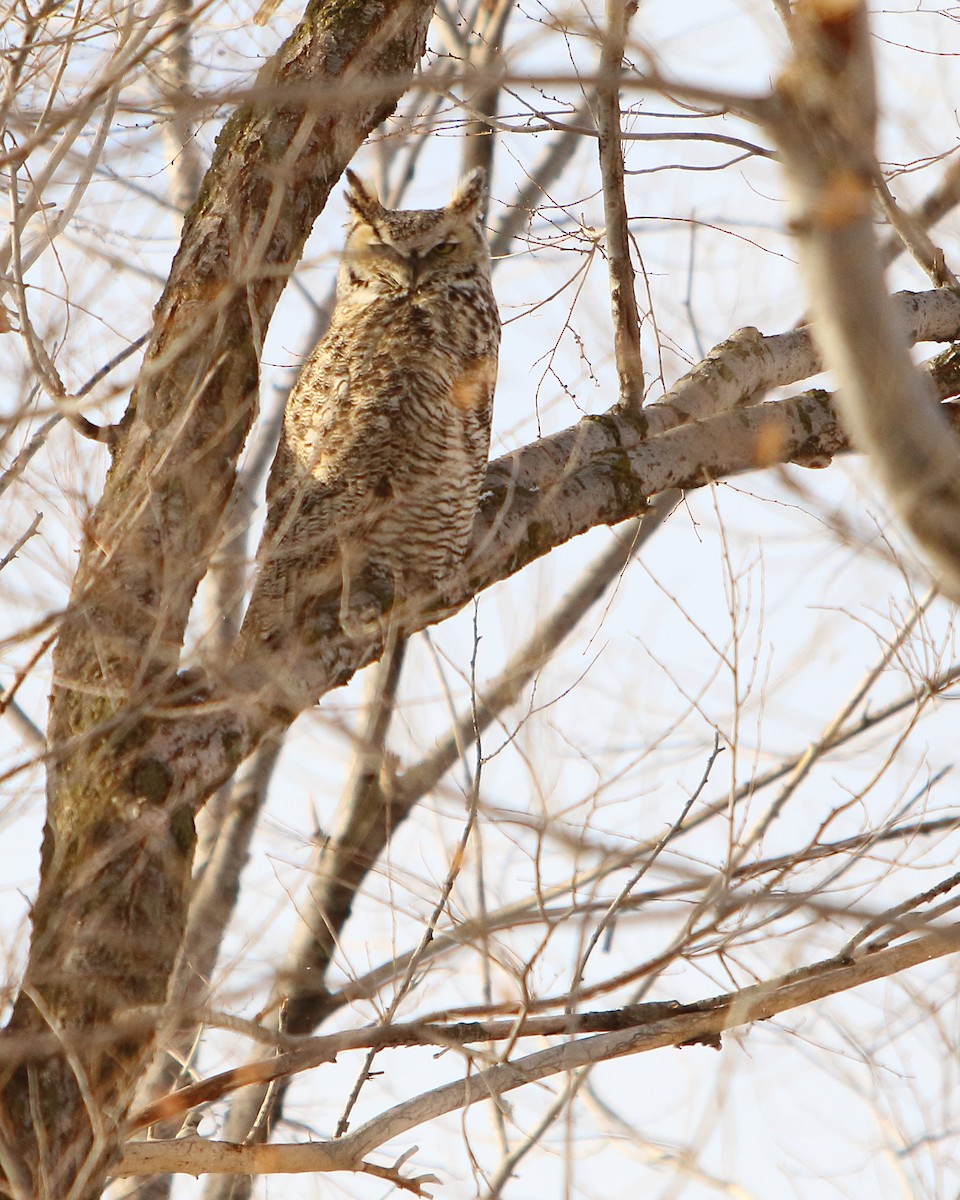 Great Horned Owl - ML302872881