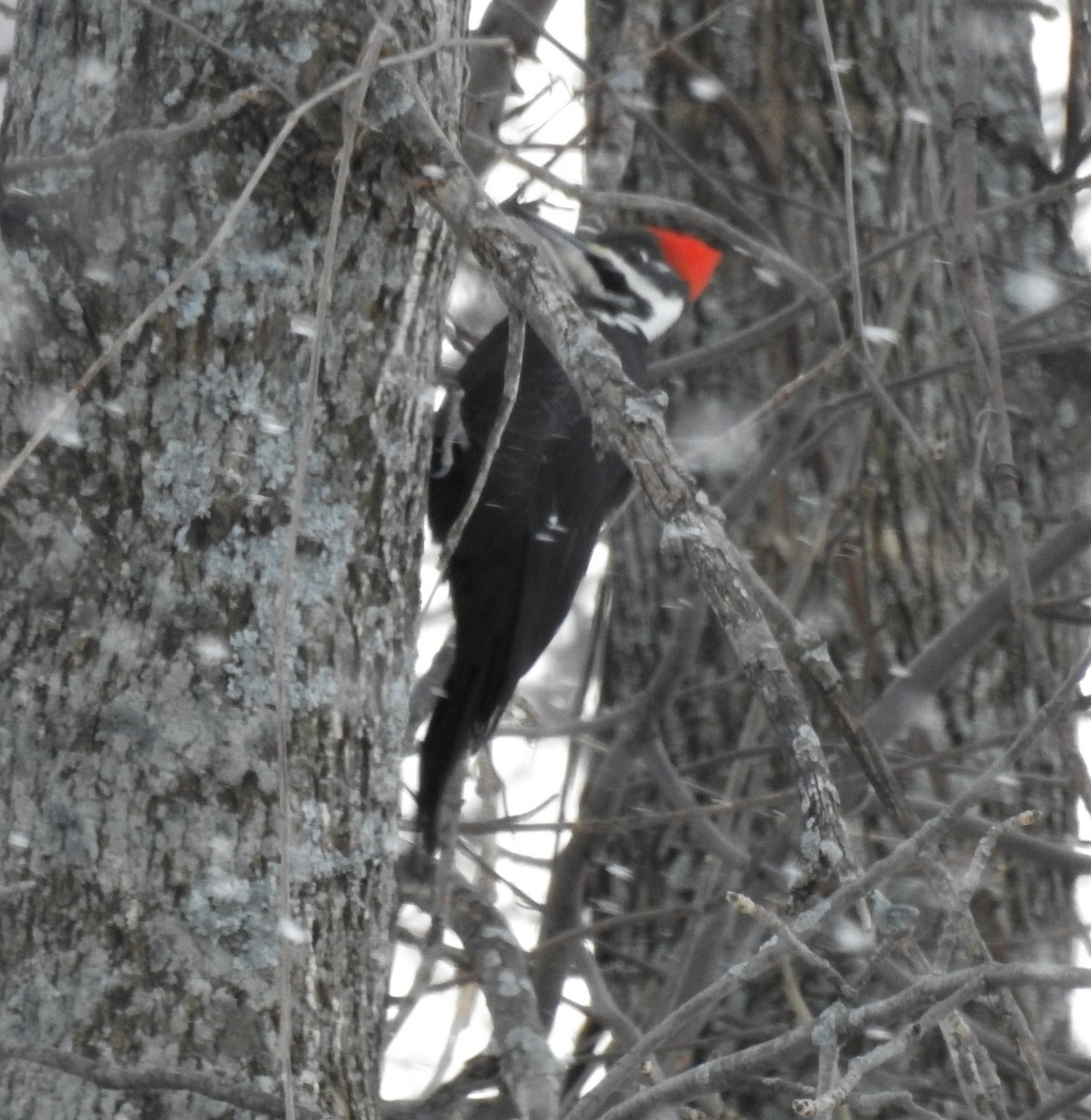 Pileated Woodpecker - Bruce Hoover