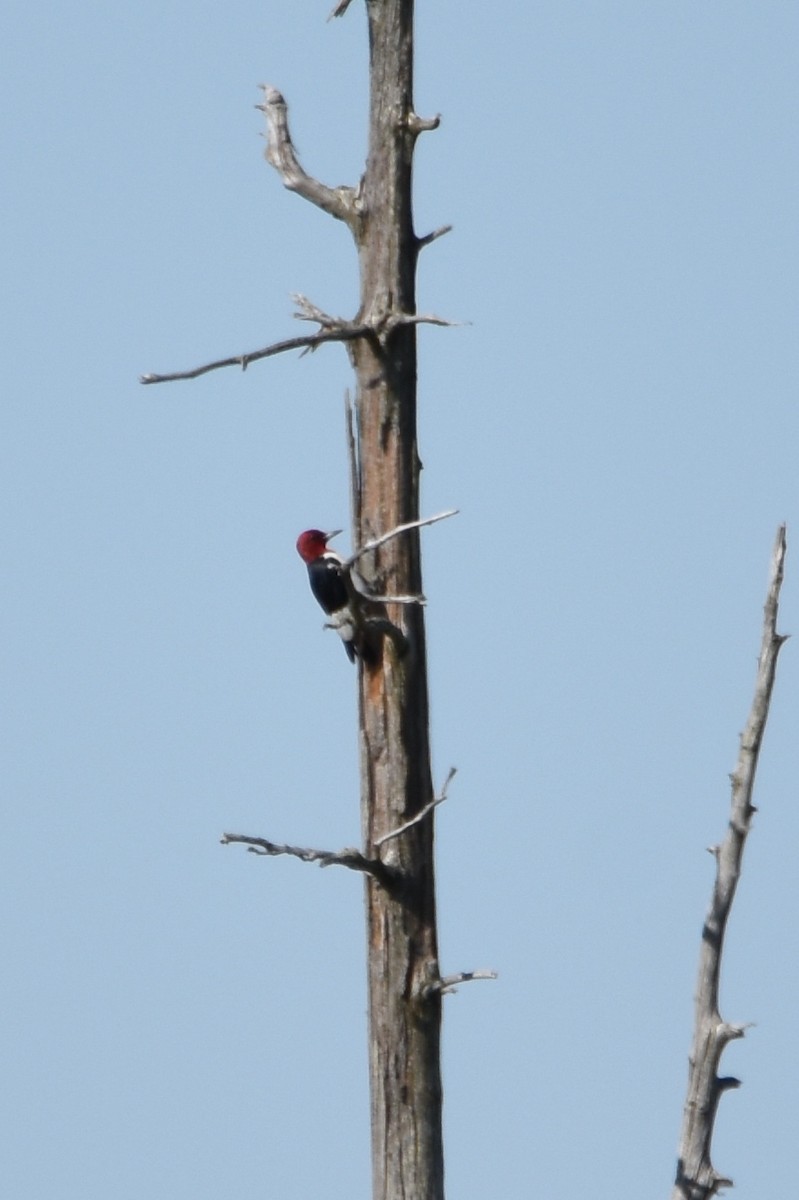 Red-headed Woodpecker - Luke Berg