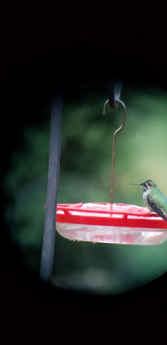 Anna's Hummingbird - ML302879701