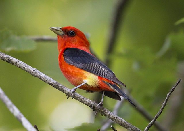 Scarlet Tanager - Martin Wall