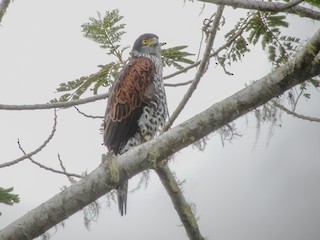  - Chestnut-shouldered Goshawk