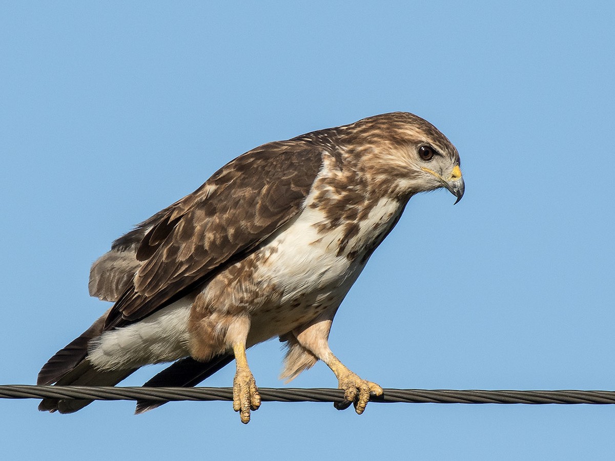 Forest Buzzard - Buteo trizonatus - Birds of the World, image size:1200x900