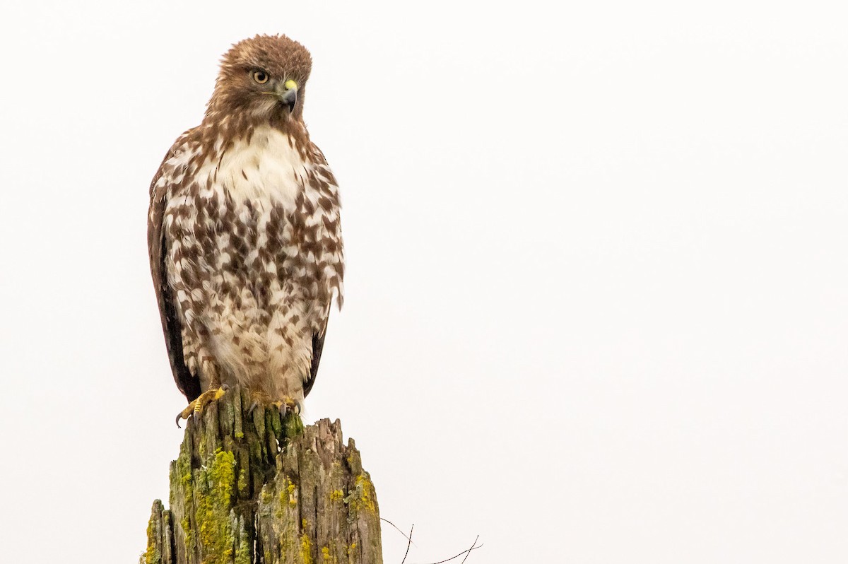 Red-tailed Hawk - Phil Kahler