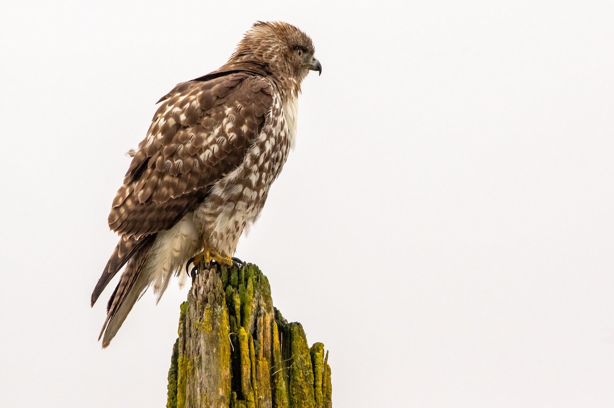 Red-tailed Hawk - ML302885541