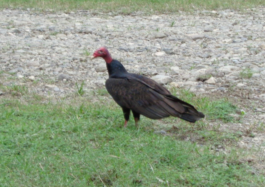 Turkey Vulture - ML302885741