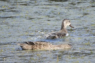 Blue-winged Teal, ML302892931