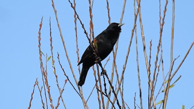 Red-winged Blackbird - ML302899831