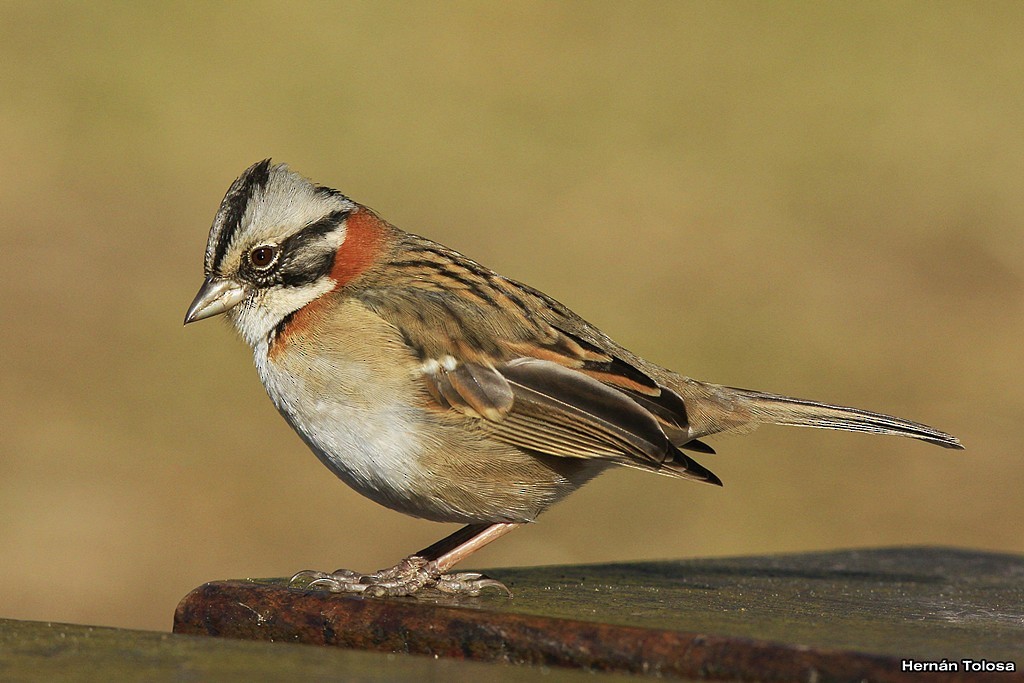 Rufous-collared Sparrow - Hernán Tolosa