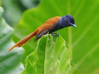  - Rufous-vented Paradise-Flycatcher