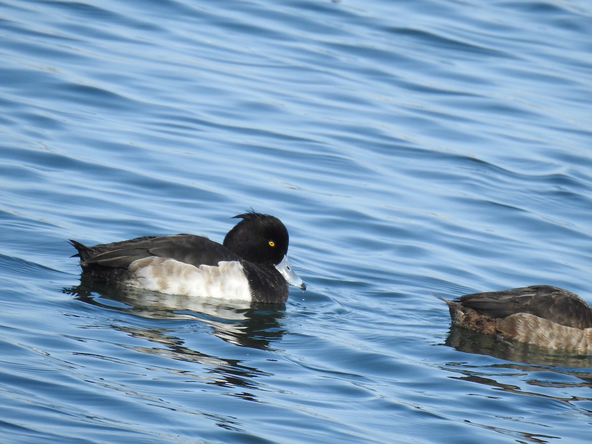 Tufted Duck - ML302901501