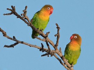  - Fischer's Lovebird