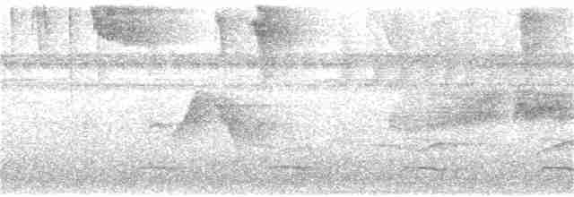 Чокский мухоед - ML302903891