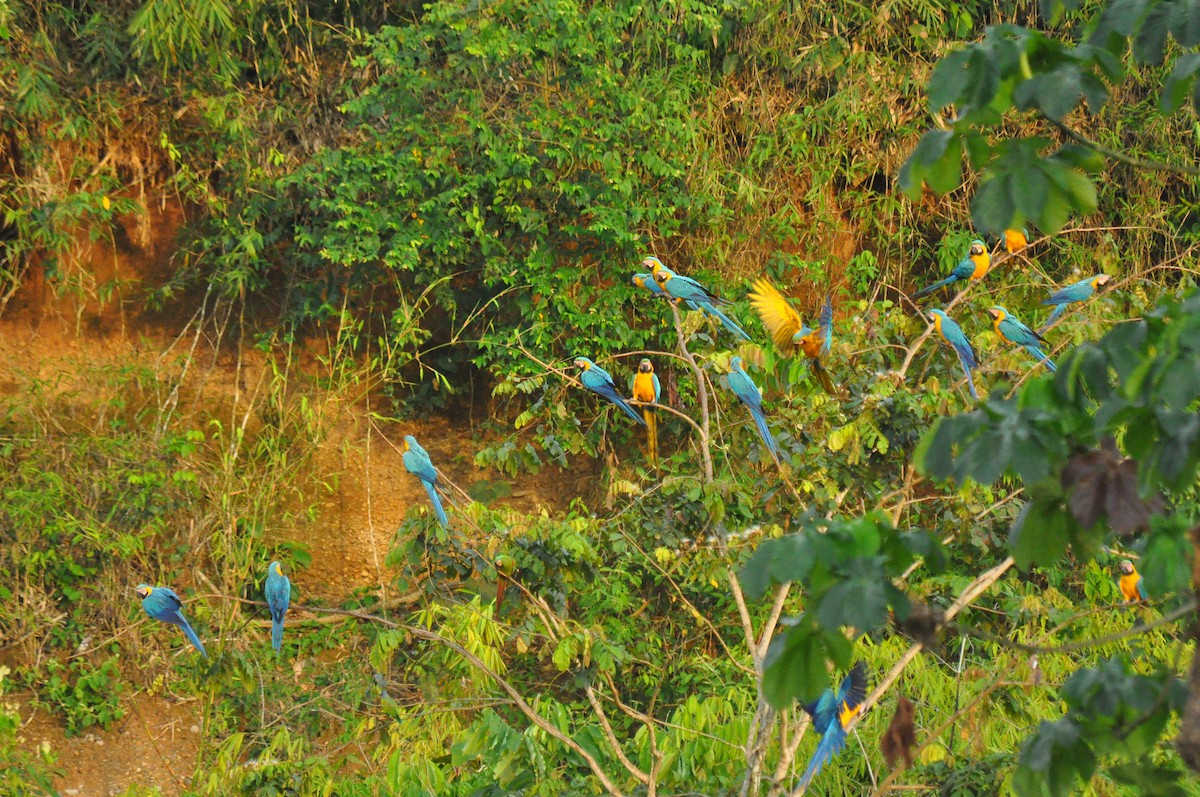 Blue-and-yellow Macaw - ML302906521