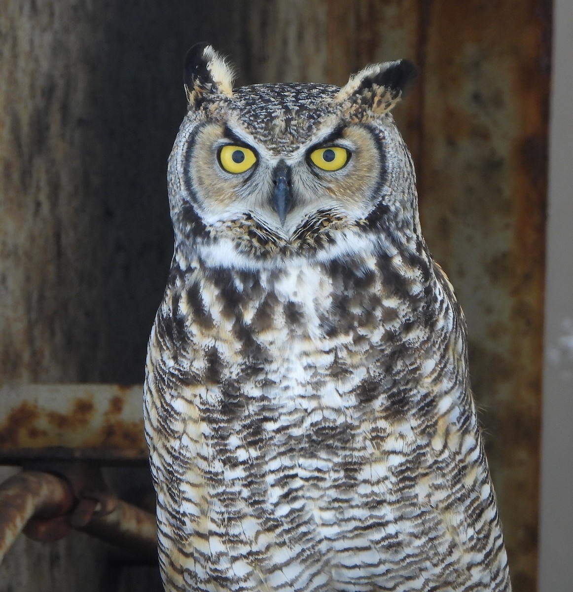 Great Horned Owl - Lauri Taylor