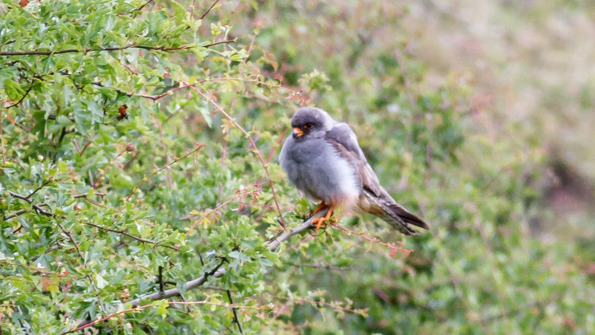 Red-footed Falcon - ML302907291