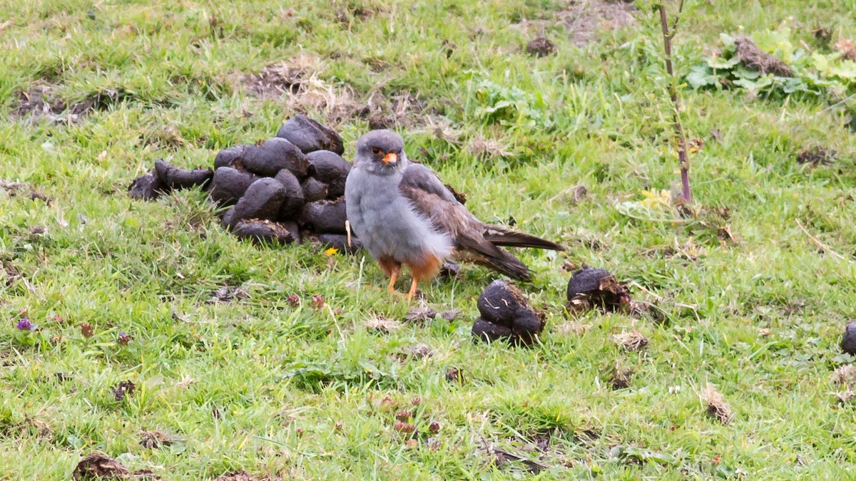 Red-footed Falcon - ML302907301