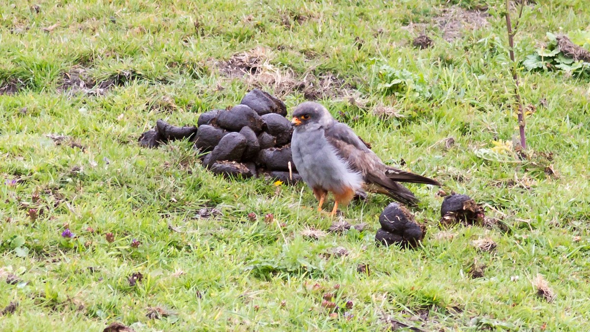 Red-footed Falcon - ML302907311