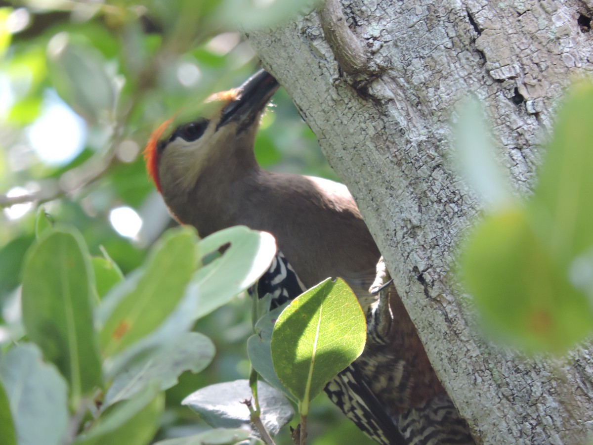 West Indian Woodpecker - ML30290771