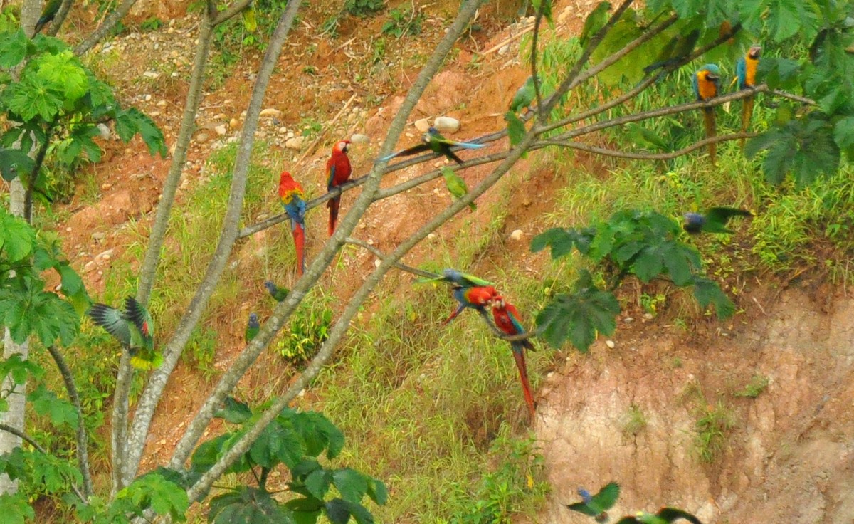Scarlet Macaw - ML302908581