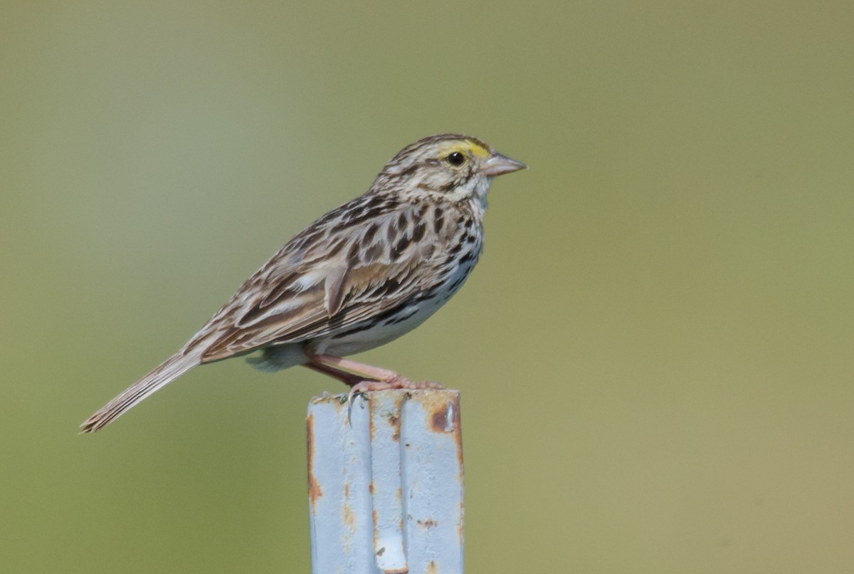 Savannah Sparrow - ML30290881