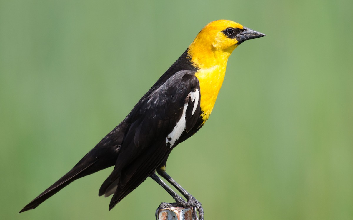 Yellow-headed Blackbird - Dan Hackley