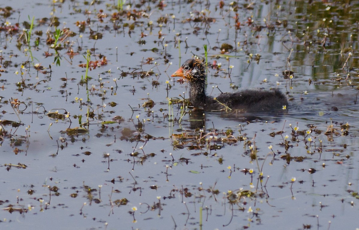American Coot (Red-shielded) - ML30291241