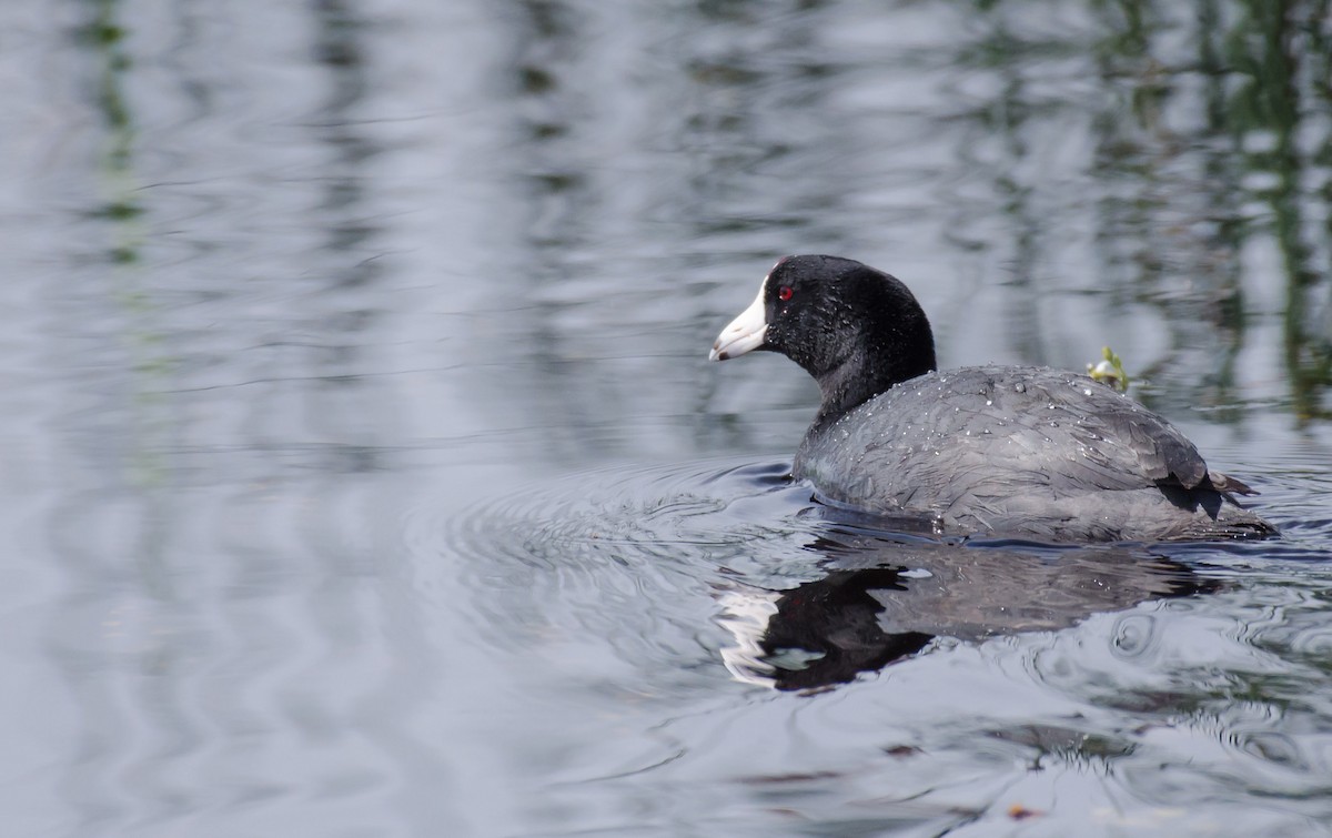 American Coot (Red-shielded) - ML30291251