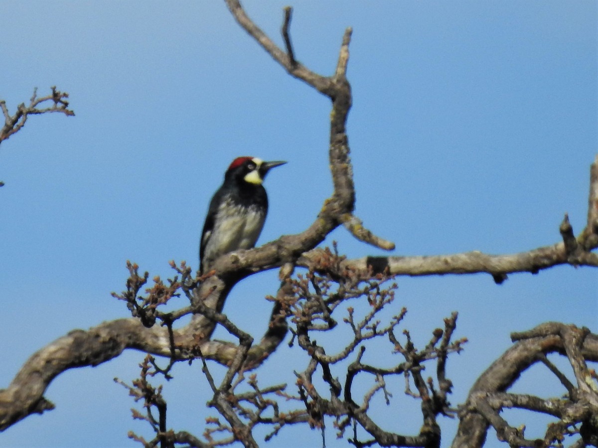 Acorn Woodpecker - ML302916121