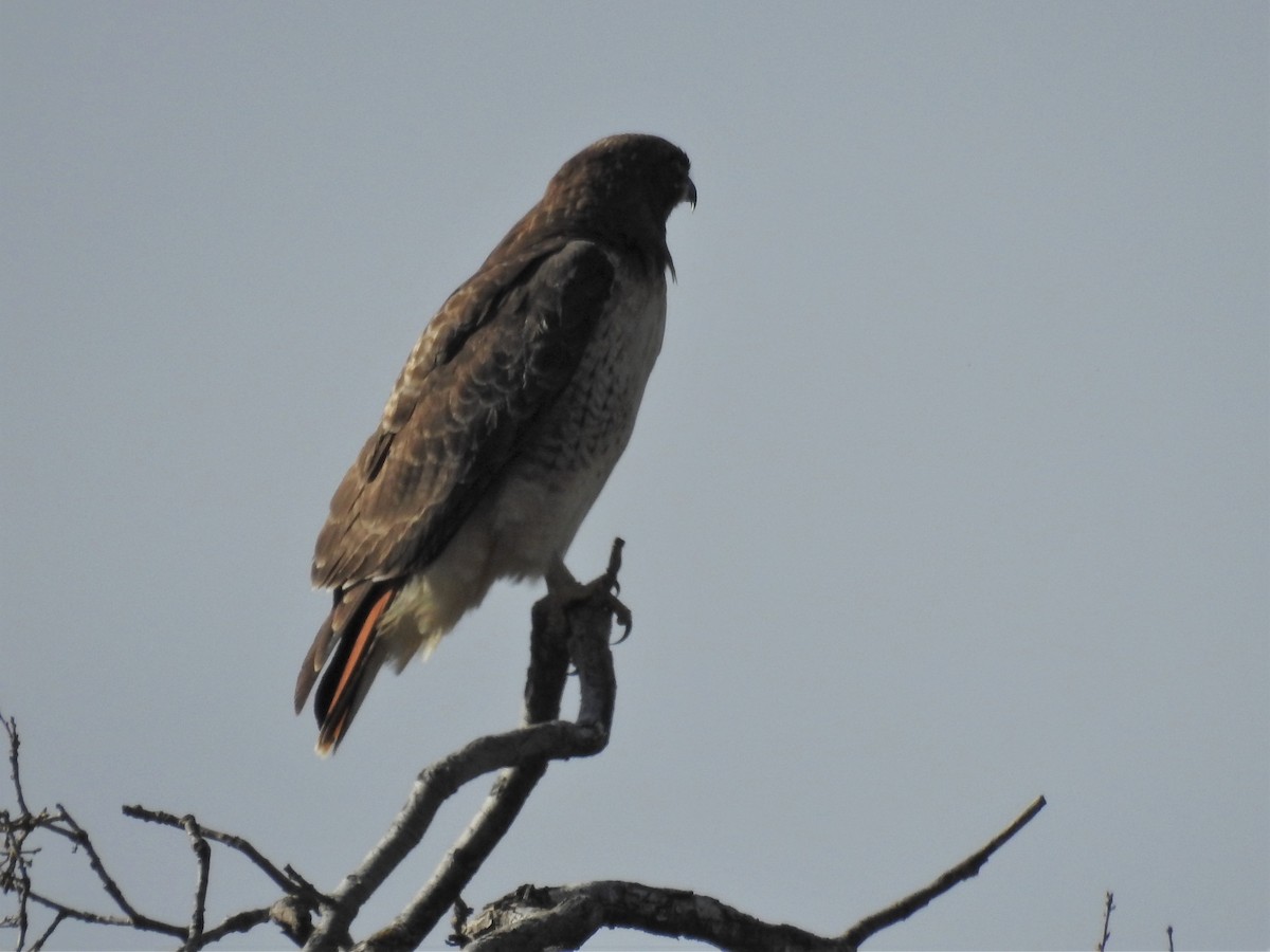 Red-tailed Hawk - ML302916231