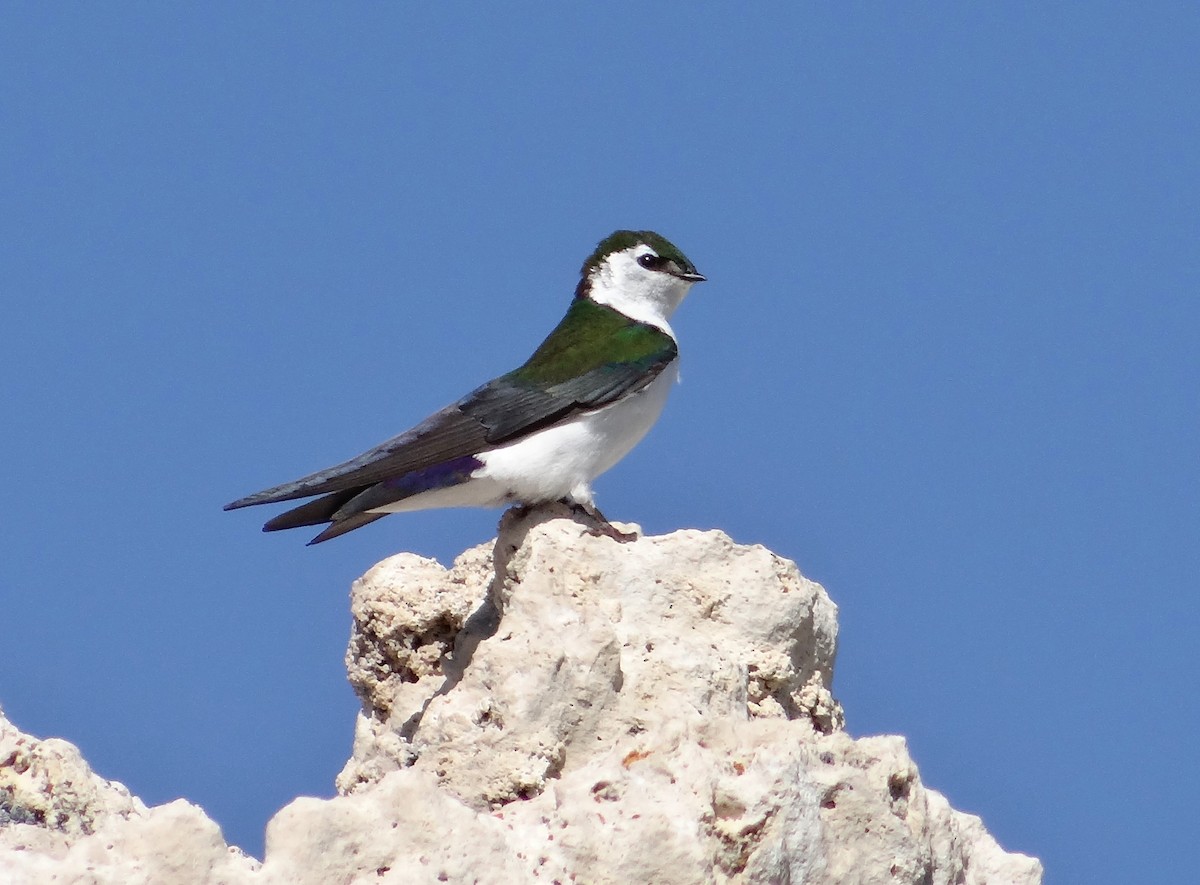 Violet-green Swallow - ML30291771