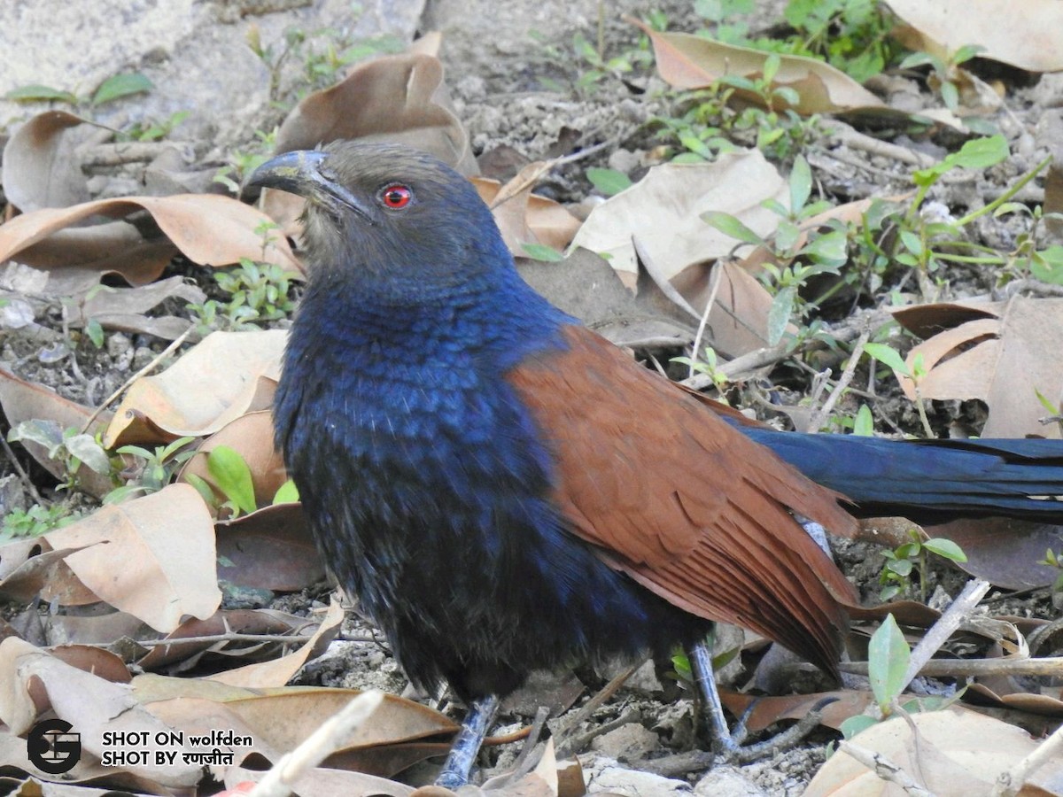 Greater Coucal - Ranjeet Singh