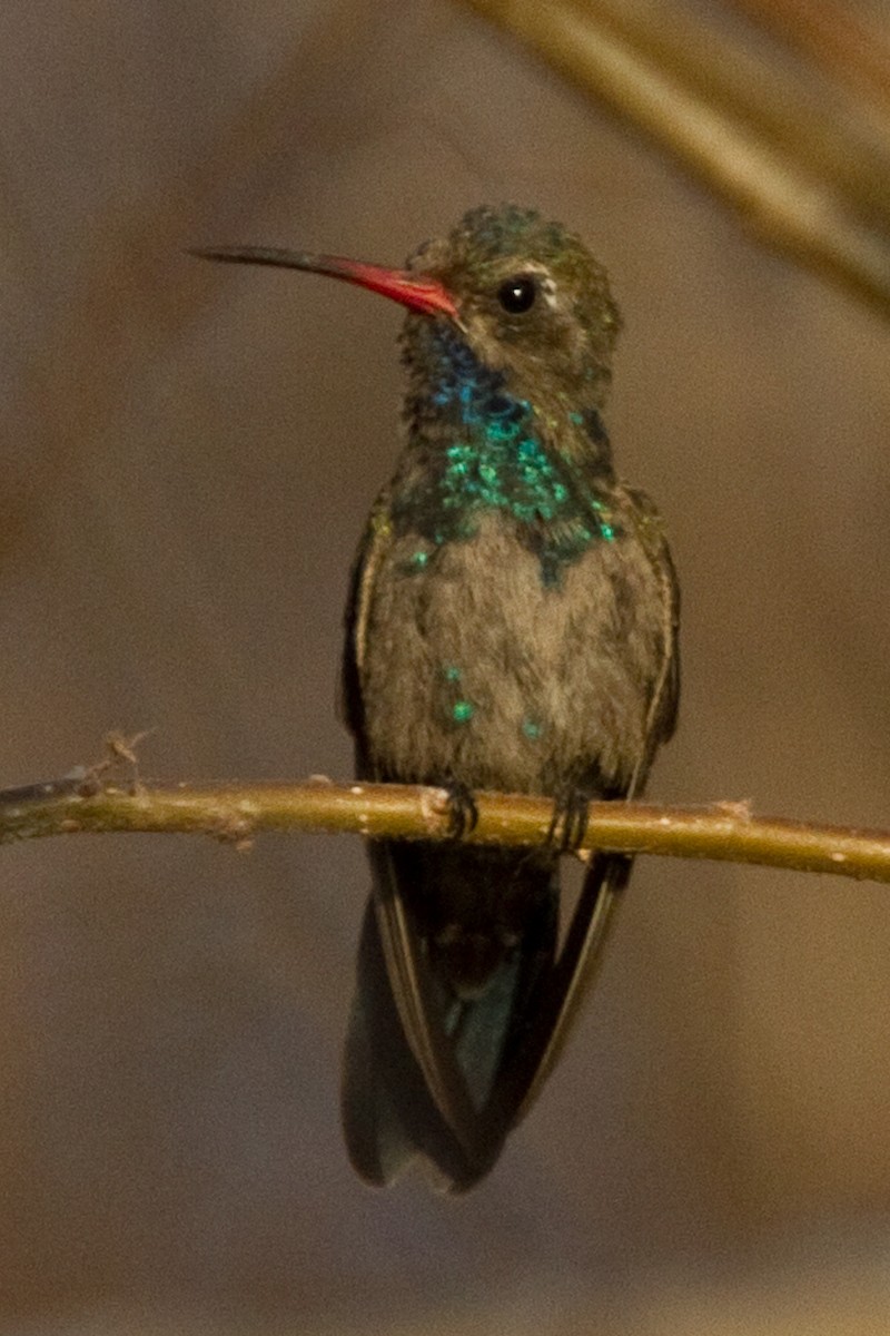 Turquoise-crowned Hummingbird - David Robichaud