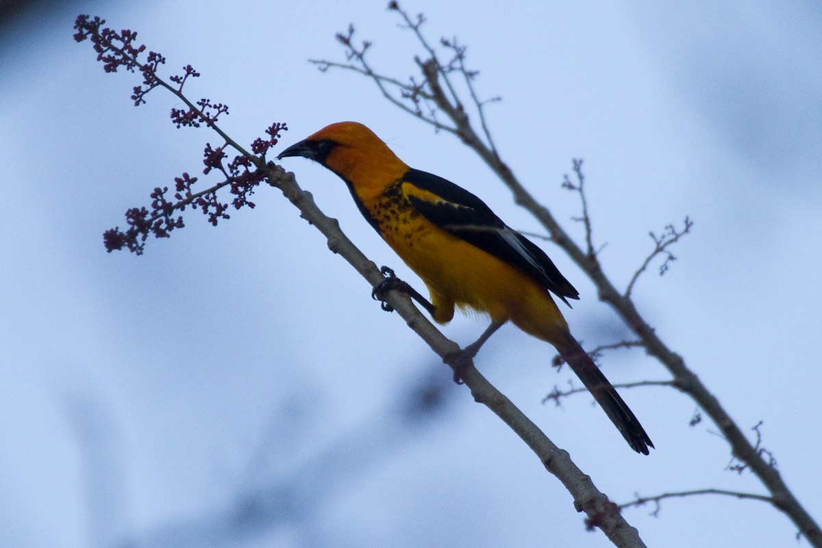Spot-breasted Oriole - ML302920341